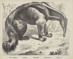 Meidän à antmis. / Muurahainen karhu. / Muurahainen karhu. / Formicoleone. / Merisyöjä (otsikko esineessä)