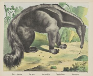 Meidän à antmis. / Muurahainen karhu. / Muurahainen karhu. / Formicoleone. / Merisyöjä (otsikko esineessä)