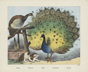Paon. / Pavone. / Pfau. / Riikinkukko. / Paauw (otsikko esineessä)