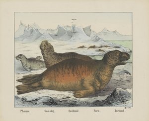 Foque. / Merikoira. / Seehund. / Foca. / Sinetti (otsikko esineessä)
