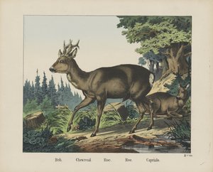Reh. / Chevreuil. / Roe. / Ree. / Capriulo (otsikko esineessä) tekijältä firma Joseph Scholz