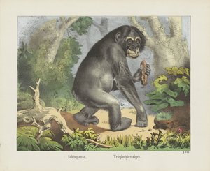 Schimpanse. / Troglodytes niger (otsikko esineessä) tekijältä firma Joseph Scholz