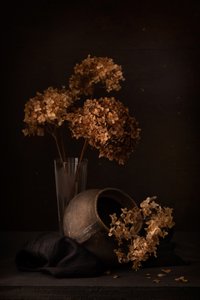 Tummanvärinen hydrangea-asetelma