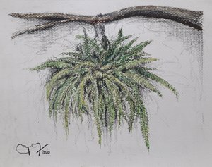 PLANTA ORNAMENTAL - HELECHO
