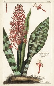 Afrikkalainen jousihamppu, Sansevieria hyacinthoides