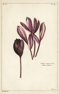 Syksykrookus, niittysahraami tai alastonnaiset, Colchicum autumnale, Linn