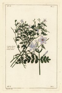Tavallinen jasmiini, Jasminum officinale, Linn