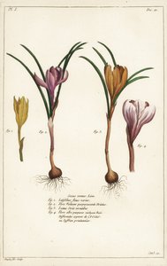 Erilaisia kevätkrookuslajeja, Crocus vernus, Linn