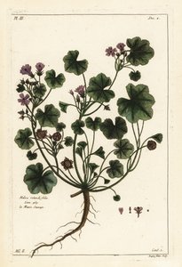 Matala malva tai pyöreälehtinen malva, Malva pusilla