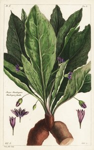 Mandragora, naaras, Mandragora officinarum, Atropa mandragora, naaras mandraikka