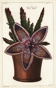 Meritähti kukka tai raakkakasvi, Stapelia hirsuta Linn