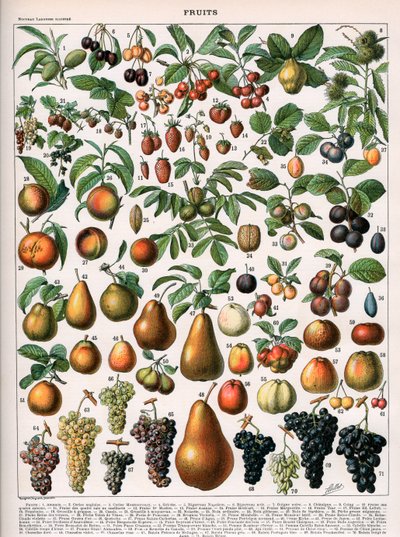 Kuva hedelmälajikkeista, n. 1905-1910 (väri litho) tekijältä (after) Alillot