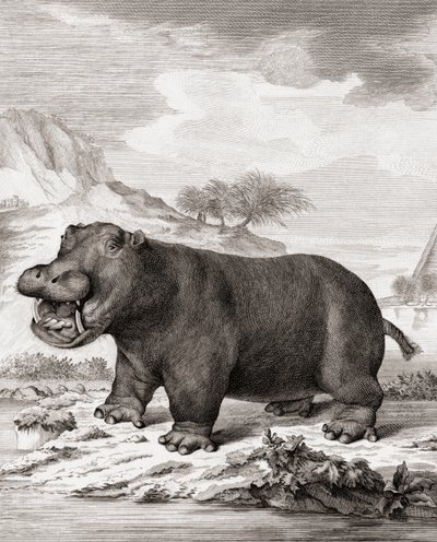 Virtahepo (Hippopotamus amphibius) tekijältä (after) Dutch School