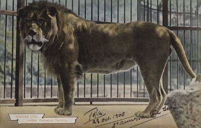 African Lion, Lontoon eläintieteellinen puutarha (värikuva) tekijältä (after) English photographer