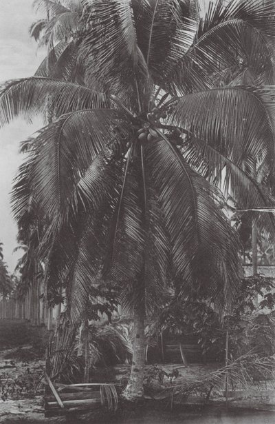 Singapore: Cocoanut Tree (s/w valokuva) tekijältä (after) English photographer