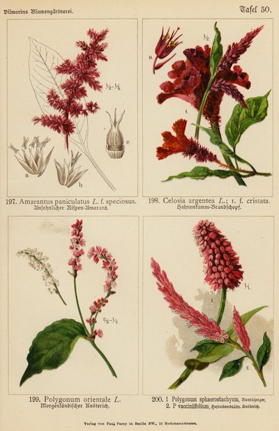 Amarantus Paniculatus, Celosia Argentea, Polygonum Orientale, Polygonum Sphaerostachyum, Polygonum Vacciniifolium (väriliitos). tekijältä (after) German School