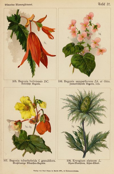 Begonia Boliviensis, Begonia Semperflorens, Begonia Tuberhybrida, Eryngium Alpinum (väriliitos). tekijältä (after) German School