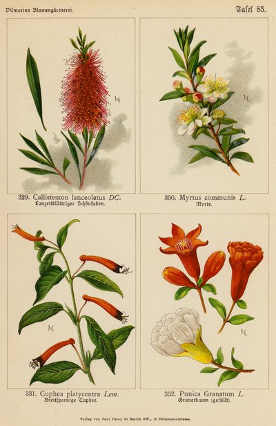Callistemon Lanceolatus, Myrtus Communis, Cuphea Platycentra, Punica Granatum (väri litossa). tekijältä (after) German School