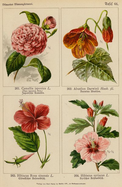 Camellia Japonica, Abutilon Darwinii, Hibiscus Rosa Sinensis, Hibiscus Syriacus (väriliitos). tekijältä (after) German School