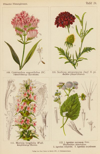 Centranthus Angustifolius, Scabiosa Atropurpurea, Morinia Longifolia, Ageratum Mexicanum, Ageratum Conyzodes, Ageratum Corymbosum (väri litossa). tekijältä (after) German School