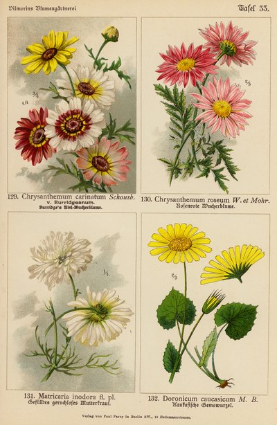Chrysanthemum Carinatum, Chrysanthemum Roseum, Matricaria Inodora, Doronicum Caucasicum (väri litossa). tekijältä (after) German School