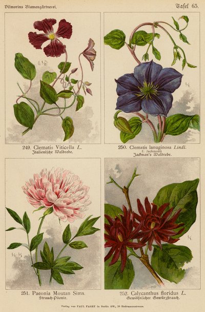 Clematis Viticella, Clematis Lanuginosa, Paeonia Moutan Sims, Calycanthus Floridus (väriliitos). tekijältä (after) German School