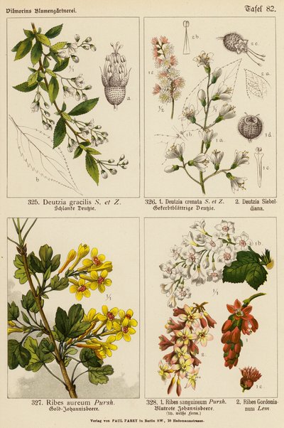 Deutzia Gracilis, Deutzia Crenata, Deutzia Sieboldiana, Ribes Aureum, Ribes Sanguineum, Ribes Gordonianum (väriliitos). tekijältä (after) German School
