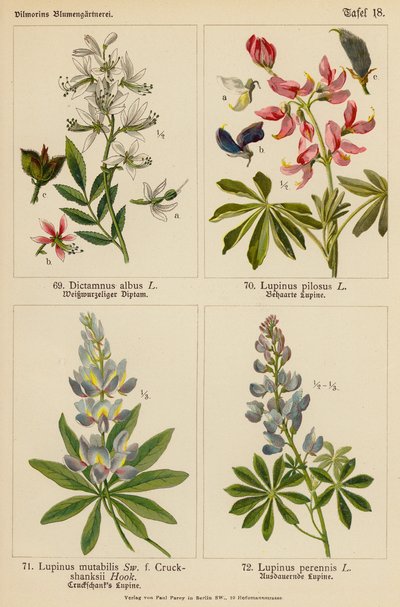 Dictamnus Albus, Lupinus Pilosus, Lupinus Mutabilis, Lupinus Perennis (väriliitos). tekijältä (after) German School