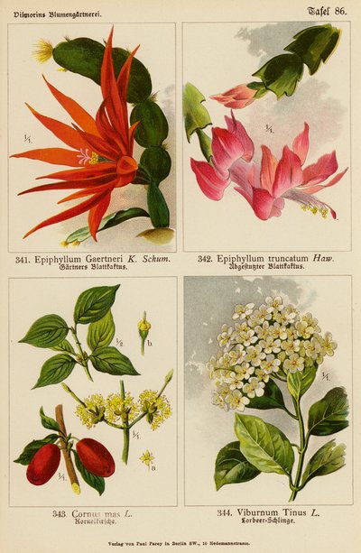 Epiphyllum Gaertneri, Epiphyllum Truncatum, Cornus Mas, Viburnum Tinus (väriliitos). tekijältä (after) German School