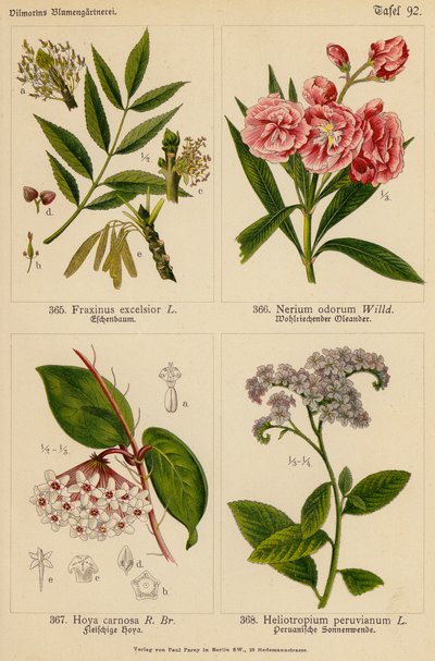 Fraxinus Excelsior, Nerium Odorum, Hoya Carnosa, Heliotropium Peruvianum (väri litografia). tekijältä (after) German School
