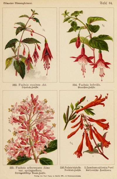 Fuchsia Coccinea, Fuchsia Hybrida, Fuchsia Arborescens, Fuchsia Triphylla, Zauschnera Californica (värilitosiini). tekijältä (after) German School