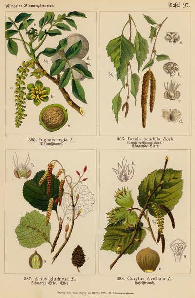 Juglans Regia, Betula Pendula, Alnus Glutinosa, Corylus Avellana (väri litossa). tekijältä (after) German School