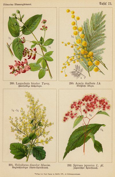 Lespedezia Bicolor, Acacia Dealbata, Holodiscus Discolor, Spiraea Japonica (värilitro). tekijältä (after) German School