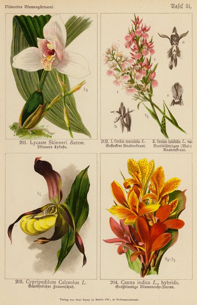 Lycaste Skinneri, Orchis Maculata, Orchis Latifolia, Cypripedilum Calceolus, Canna Indica (väri litossa). tekijältä (after) German School