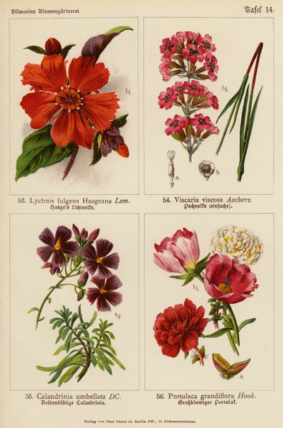 Lychnis Fulgens Haageana, Viscaria Viscosa, Calandrinia Umbellata, Portulaca Grandiflora (väriliitos). tekijältä (after) German School