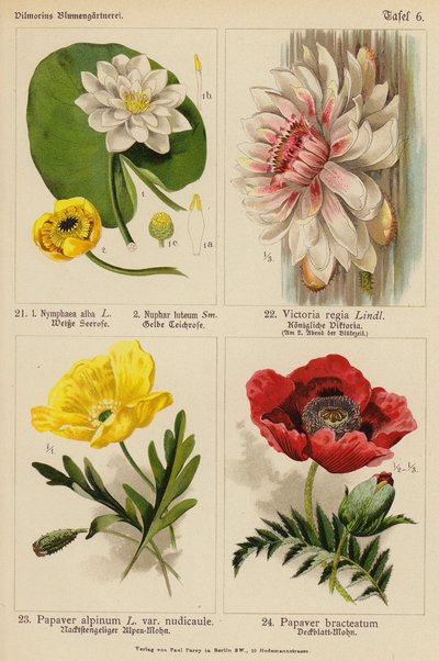 Nymphaea Alba, Nuphar Luteum, Victoria Regia, Papaver Alpinum, Papaver Bracteatum (värilitro). tekijältä (after) German School