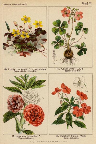 Oxalis Corniculata, Oxalis Deppei, Impatiens Balsamina, Impatiens Sultani (väriliitos). tekijältä (after) German School
