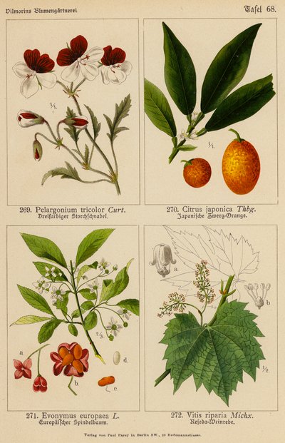 Pelargonium Tricolor, Citrus Japonica, Evonymus Europaea, Vitis Riparia (väri litossa). tekijältä (after) German School