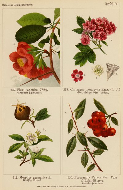 Pirus Japonica, Crataegus Monogyna, Mespilus Germanica, Pyracantha Pyracantha (väriliitos). tekijältä (after) German School