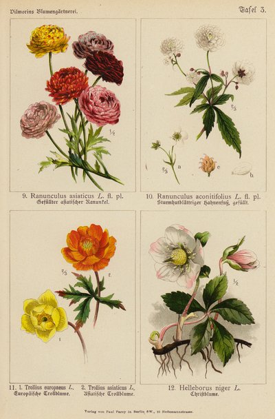 Ranunculus Asiaticus, Ranunculus Aconitifolius, Trollius Europeaeus, Trollius Asiaticus, Helleborus Niger (väriliitossa) tekijältä (after) German School