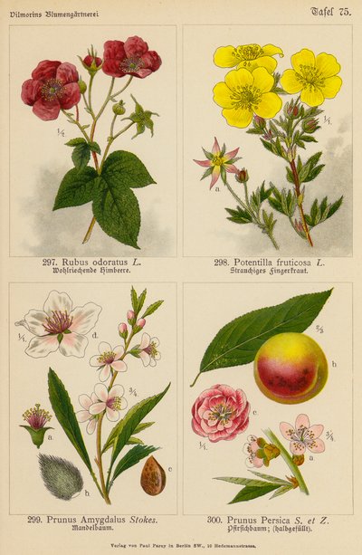 Rubus Odoratus, Potentilla Fruticosa, Prunus Amygdalus, Prunus Persica (värilitra). tekijältä (after) German School