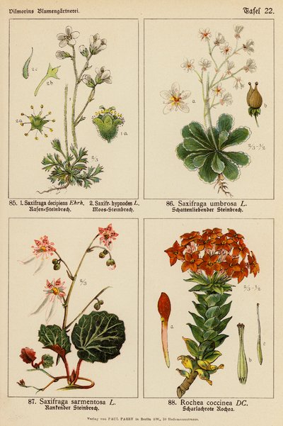 Saxifraga Decipiens, Saxifraga Hypnodes, Saxifraga Umbrosa, Saxifraga Sarmentosa, Rochea Coccinea (väri lit.) tekijältä (after) German School