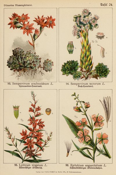 Sempervivum Arachnoideum, Sempervivum Tectorum, Lythrum Virgatum, Epilobium Angustifolium (väri litossa). tekijältä (after) German School