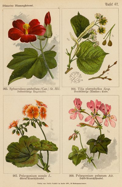 Sphaeralcea Umbellata, Tilia Platyphyllos, Pelargonium Zonale, Pelargonium Peltatum (väri litossa). tekijältä (after) German School