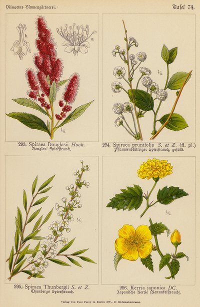 Spiraea Douglasii, Spiraea Prunifolia, Spiraea Thunbergii, Kerria Japonica (väriliitos). tekijältä (after) German School