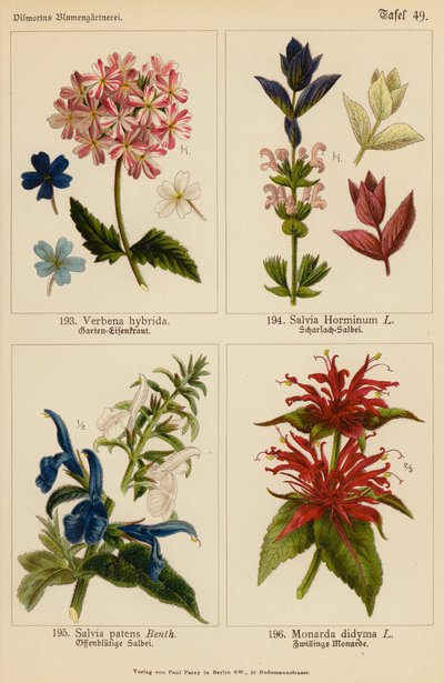 Verbena Hybrida, Salvia Horminum, Salvia Patens, Monarda Didyma (väriliitos). tekijältä (after) German School