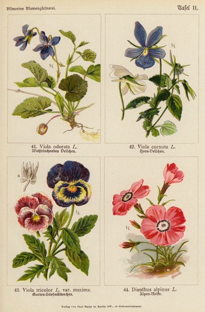 Viola odorata, Viola cornuta, Viola tricolor, Dianthus alpinus (värilitho). tekijältä (after) German School