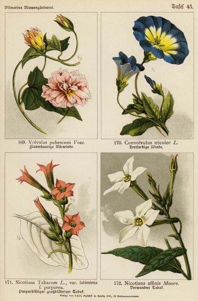 Volvulus Pubescens, Convolvulus Tricolor, Nicotiana Tabacum, Nicotiana Affinis (väri lit.) tekijältä (after) German School