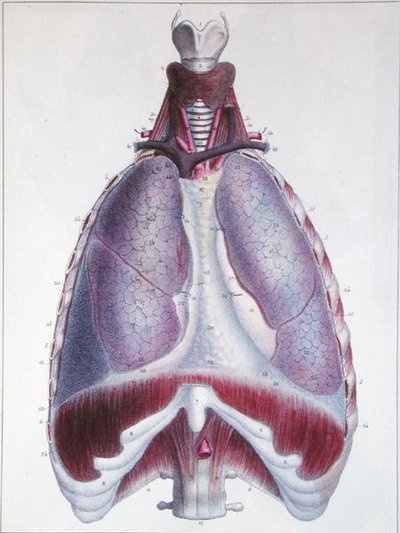 Keuhkojen anatomia Jules Cloquet