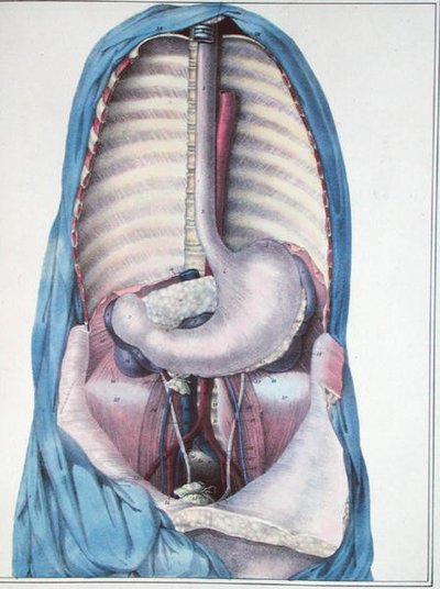 Ruokatorven ja mahalaukun anatomia, Jules Cloquet